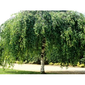 Breza previsnutá (Betula Alba pendula) ´YOUNGII´ - výška 250-300 cm, obvod kmeňa: 8/10 cm, kont. C18L - NA KMIENKU